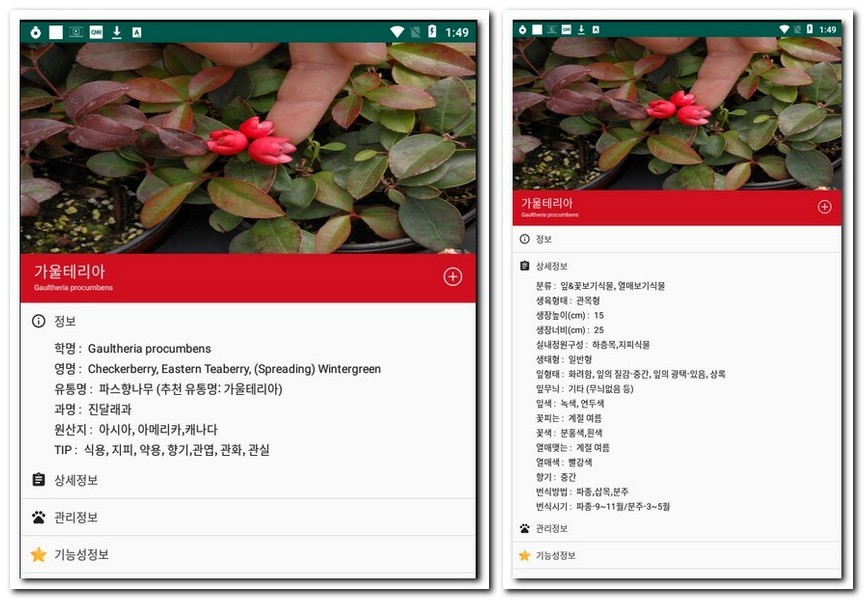 가울테리아 실내 식물 화초 알아보기