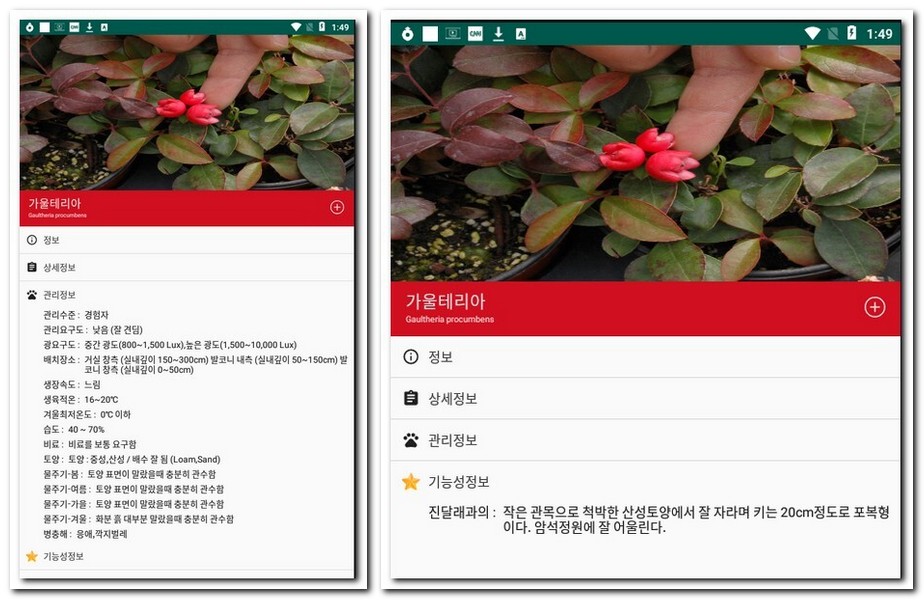 가울테리아 실내 식물 화초 알아보기