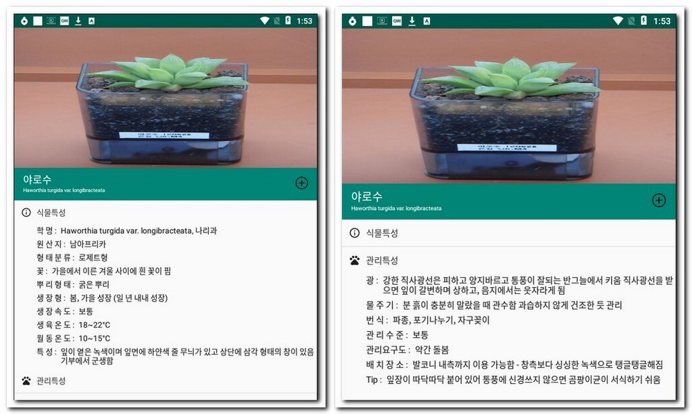 야로수 실내 식물 자세히 알아보기
