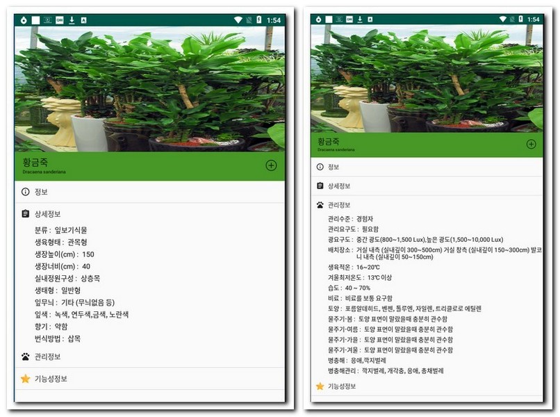 황금죽 화초 알아보기